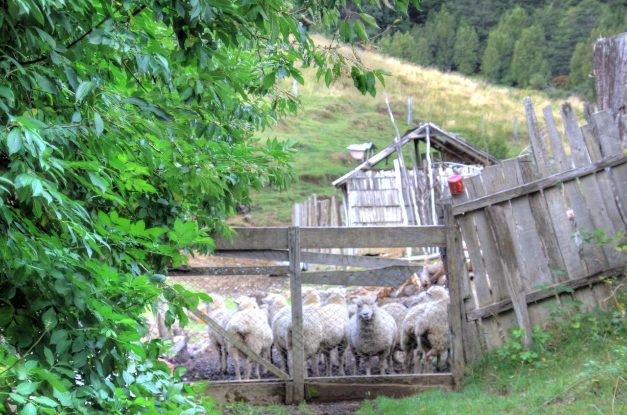 Turismo Rural Los Alpes Futaleufú Exteriér fotografie